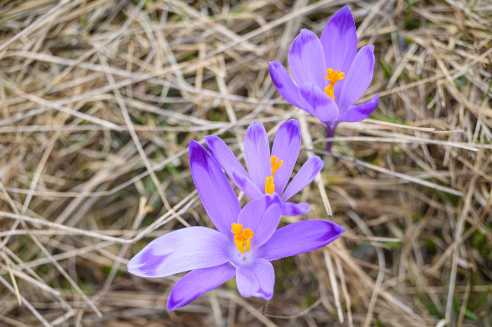 Príroda v Slovenskom raji
