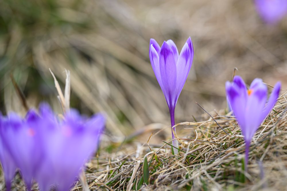 Príroda v Slovenskom raji
