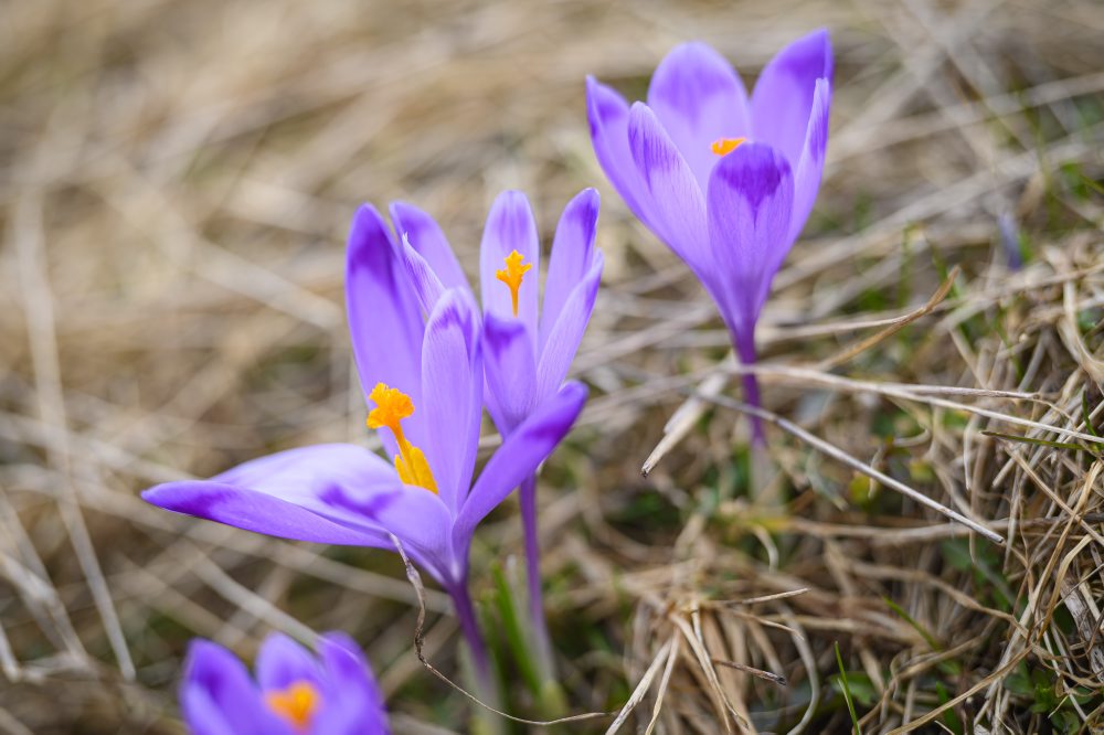 Príroda v Slovenskom raji