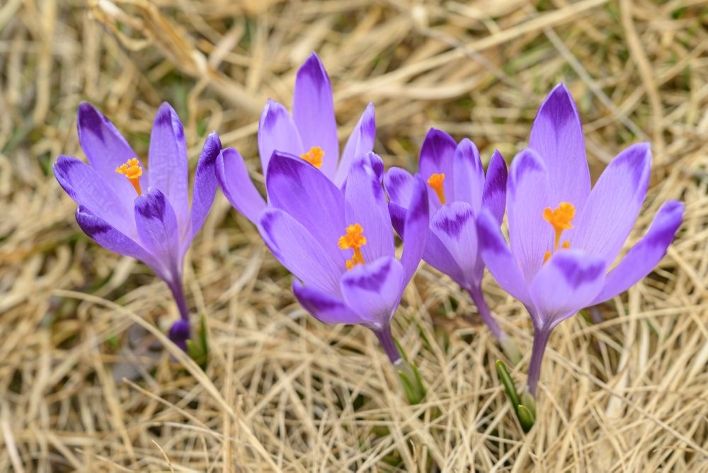 Príroda v Slovenskom raji