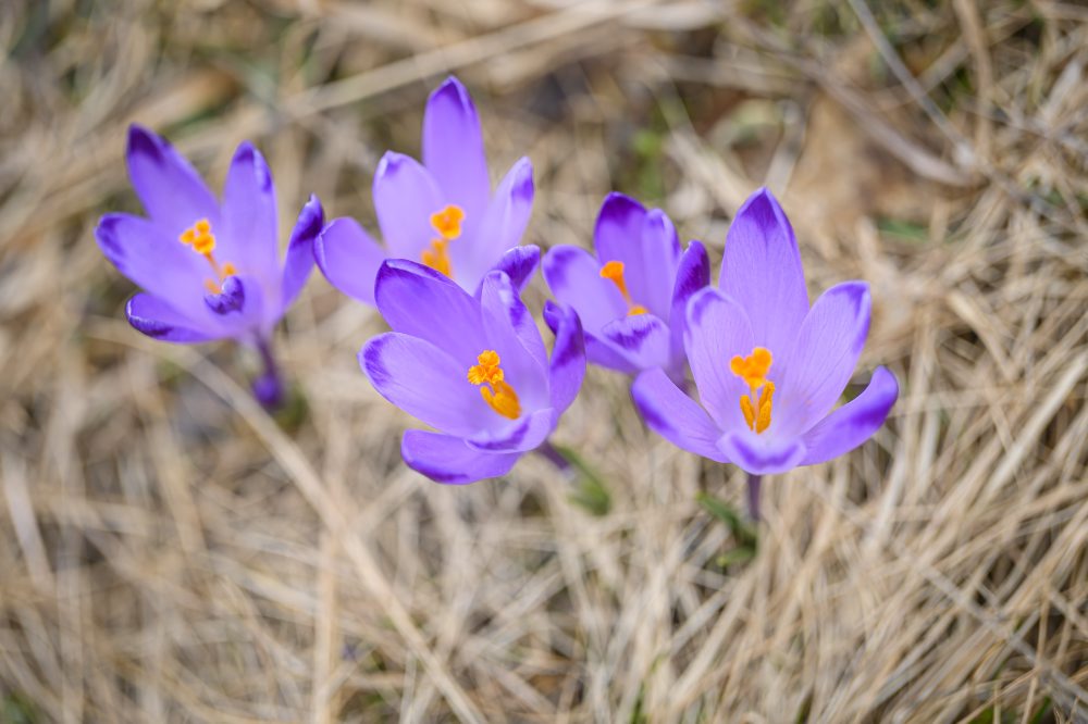 Príroda v Slovenskom raji