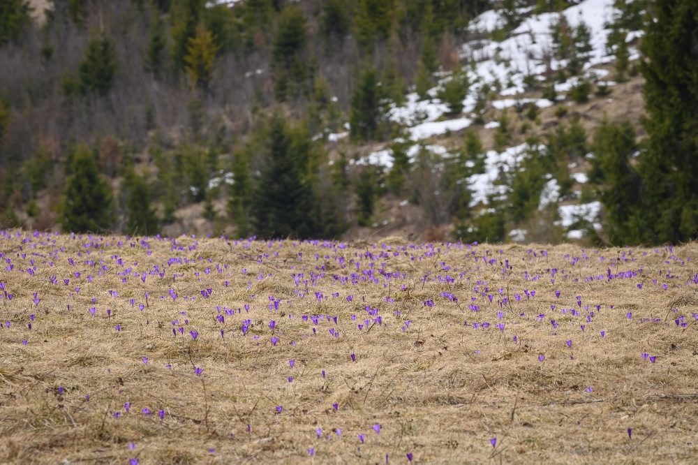 Príroda v Slovenskom raji