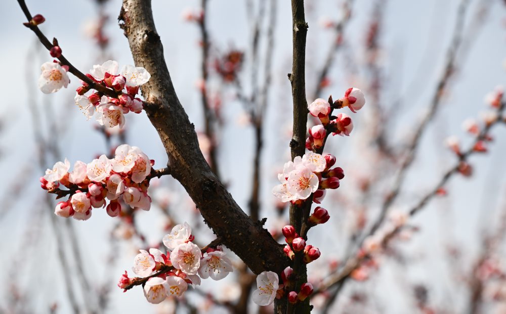 Kvitnúce marhule v Prašníku