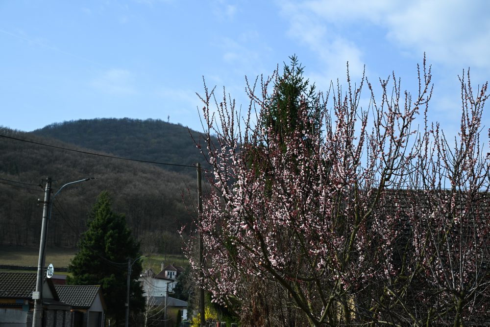 Kvitnúce marhule v Prašníku