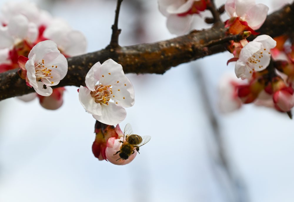 Kvitnúce marhule v Prašníku