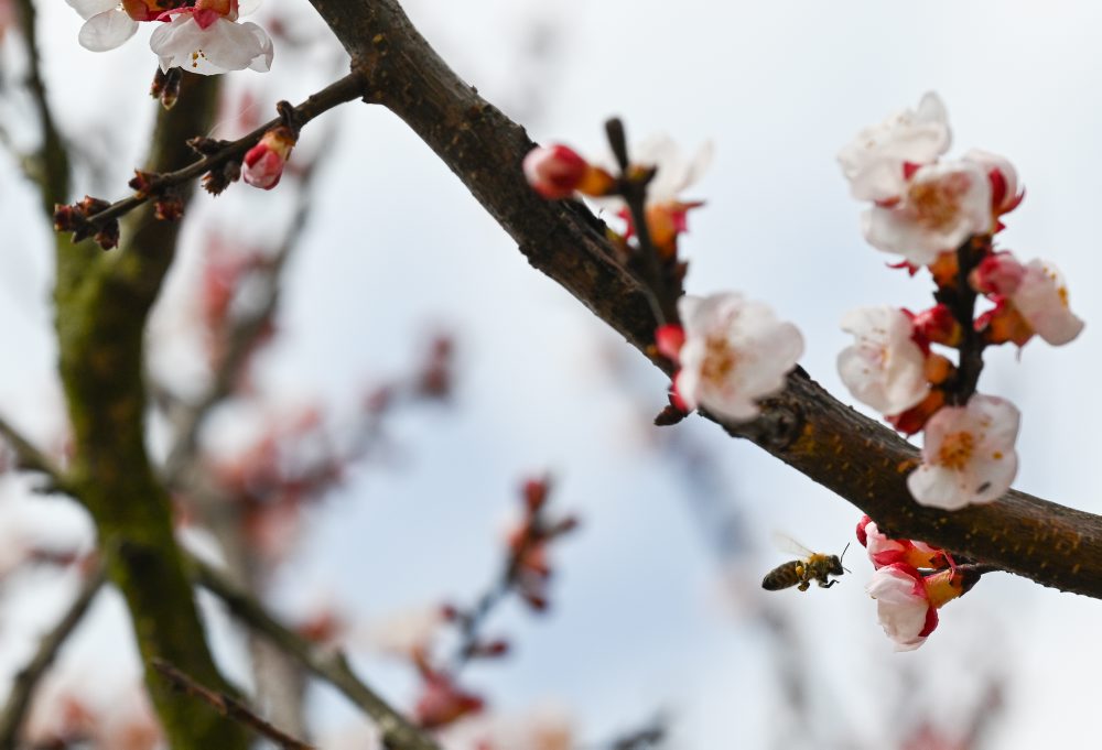 Kvitnúce marhule v Prašníku