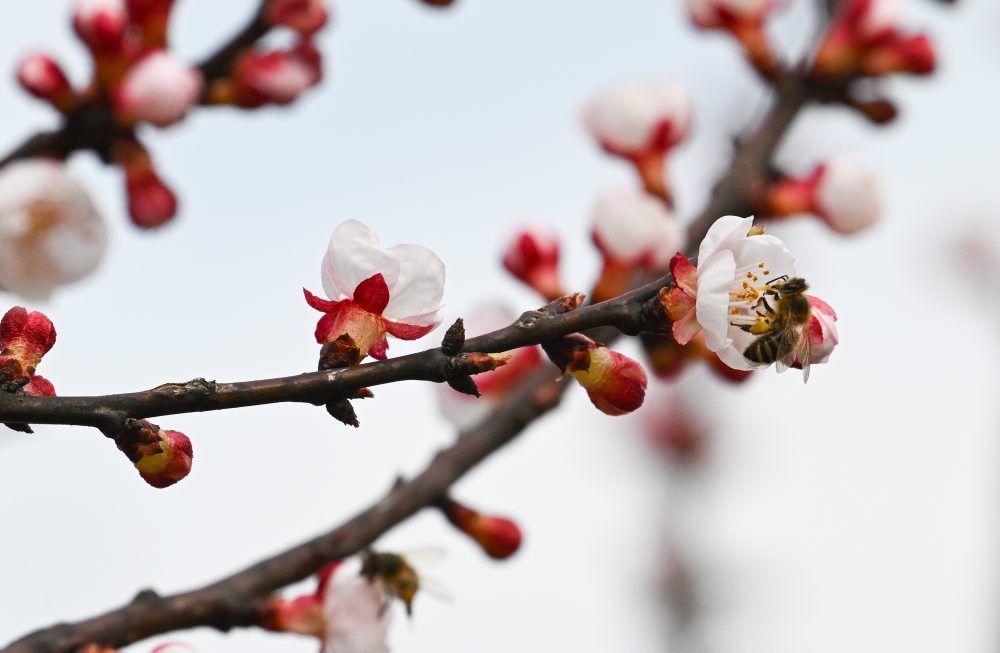 Kvitnúce marhule v Prašníku