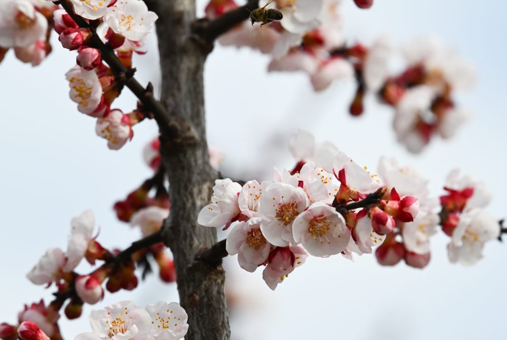 Kvitnúce marhule v Prašníku