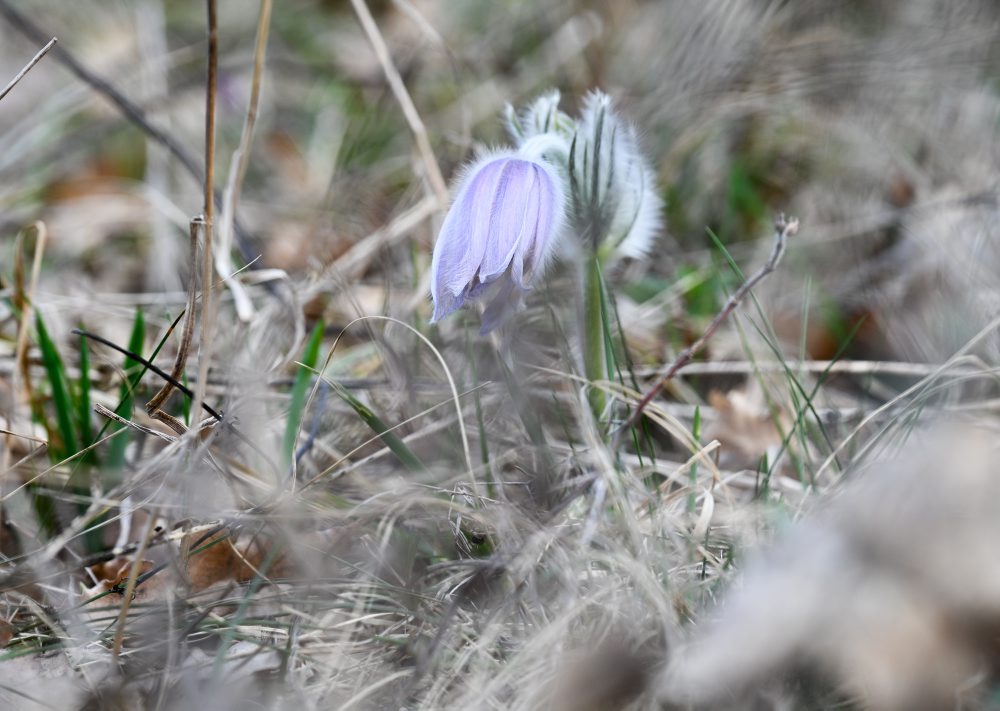 Kvitnúci poniklec veľkokvetý v Prašníku