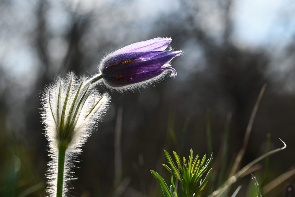 Kvitnúci poniklec veľkokvetý v Prašníku