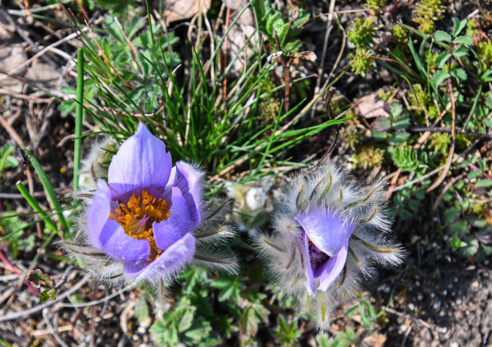 Kvitnúci poniklec veľkokvetý v Prašníku
