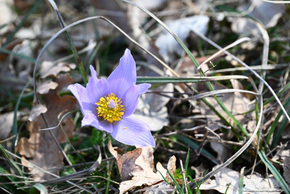 Kvitnúci poniklec veľkokvetý v Prašníku