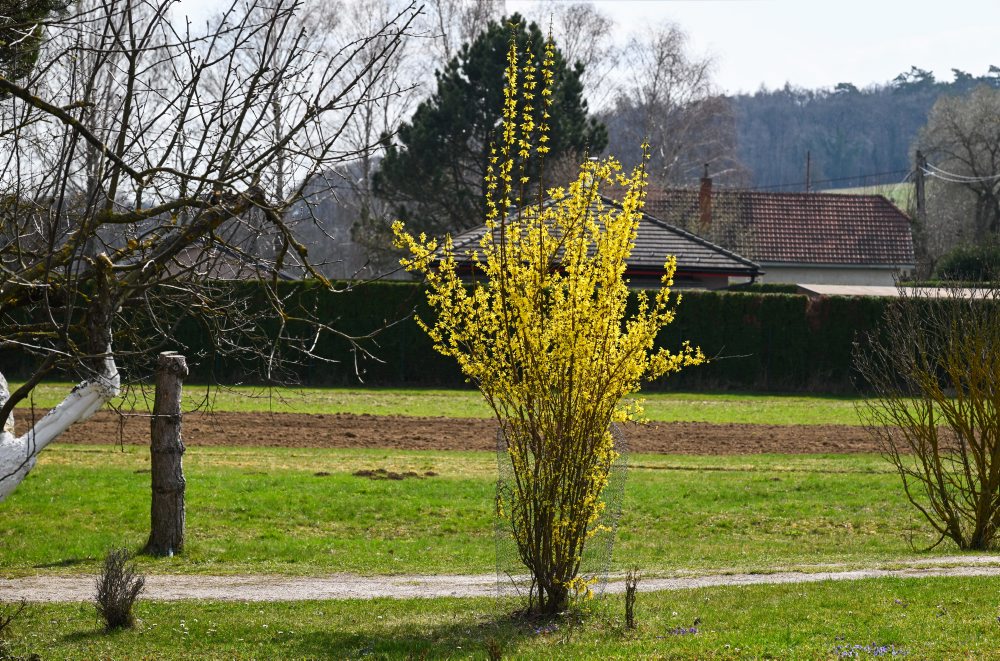 Kvitnúci krík zlatého dažďa