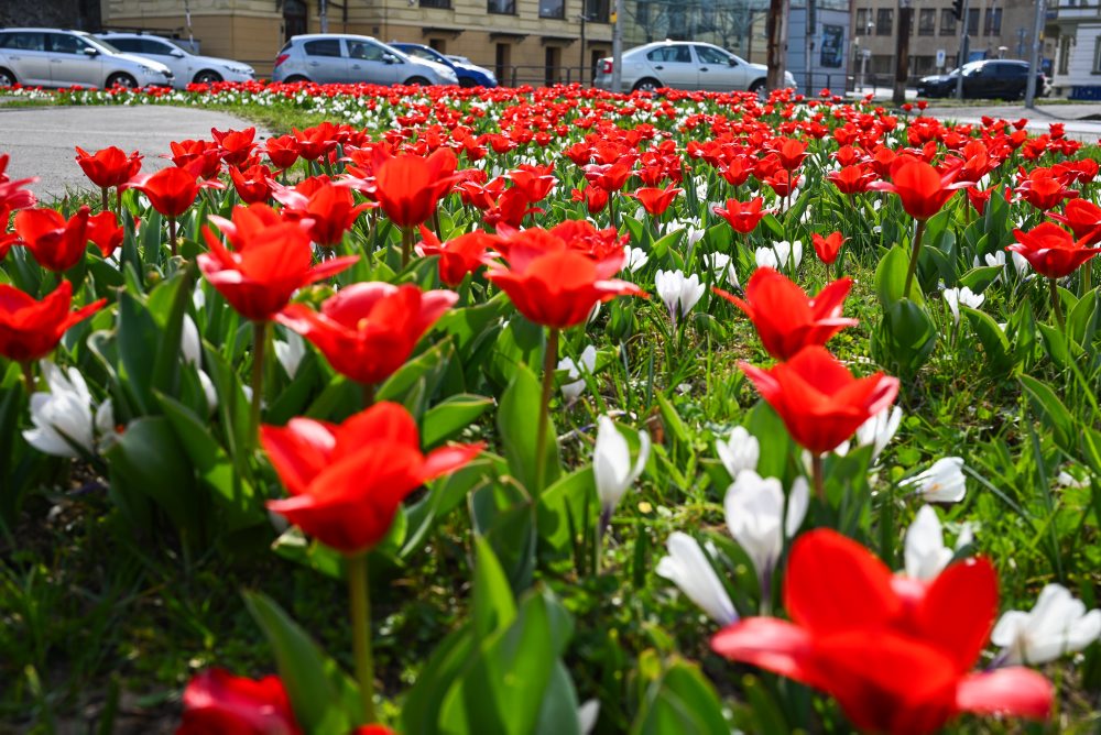 Kvitnúce záhony v Trenčíne