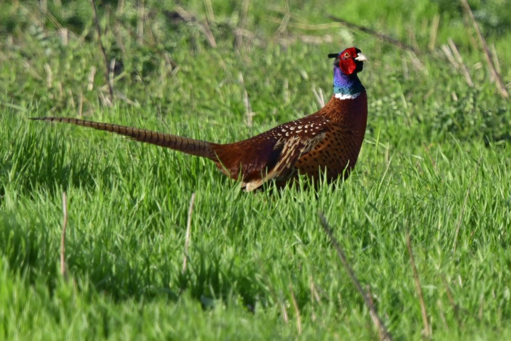 Zvieratá na poli pri obci Oľdza