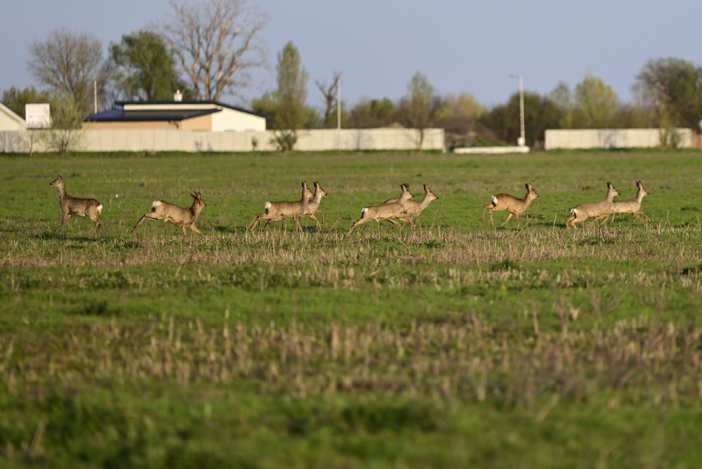 Zvieratá na poli pri obci Oľdza