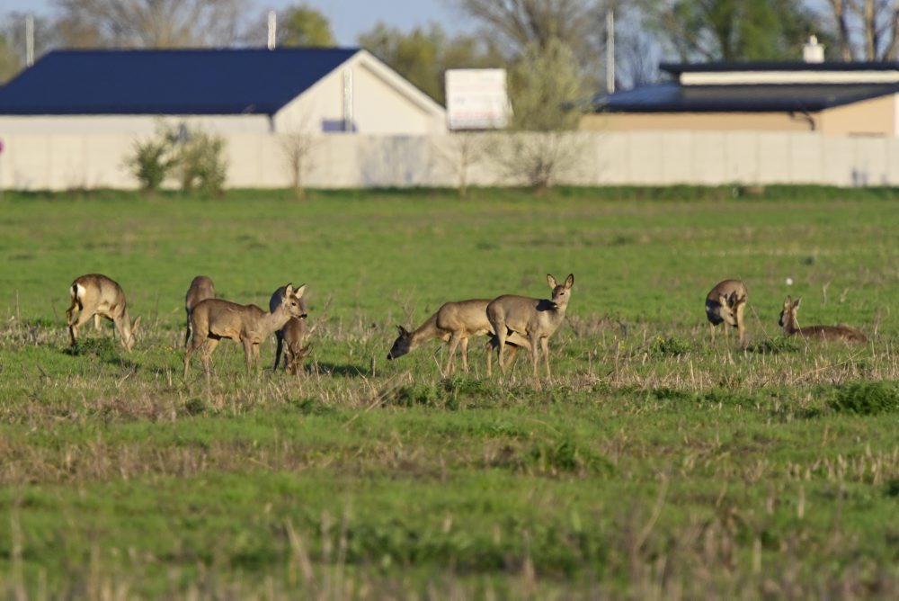 Zvieratá na poli pri obci Oľdza
