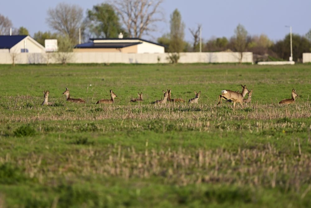 Zvieratá na poli pri obci Oľdza