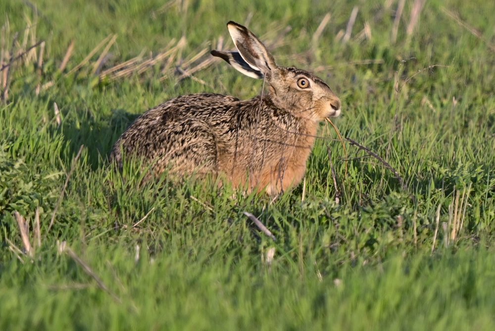 Zvieratá na poli pri obci Oľdza