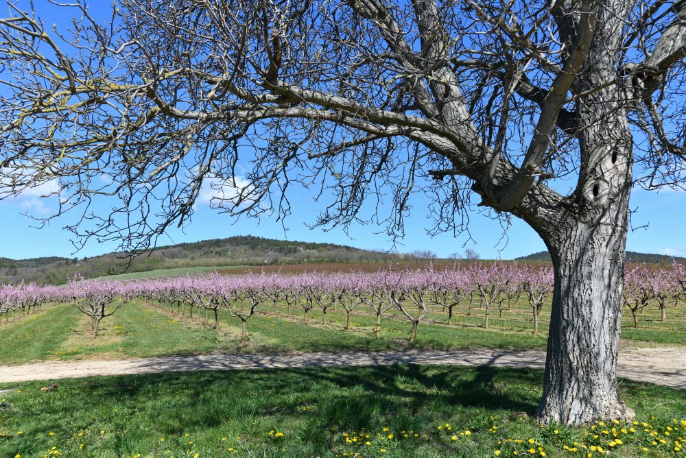 Kvitnúce stromy v ovocnom sade v Čachticiach