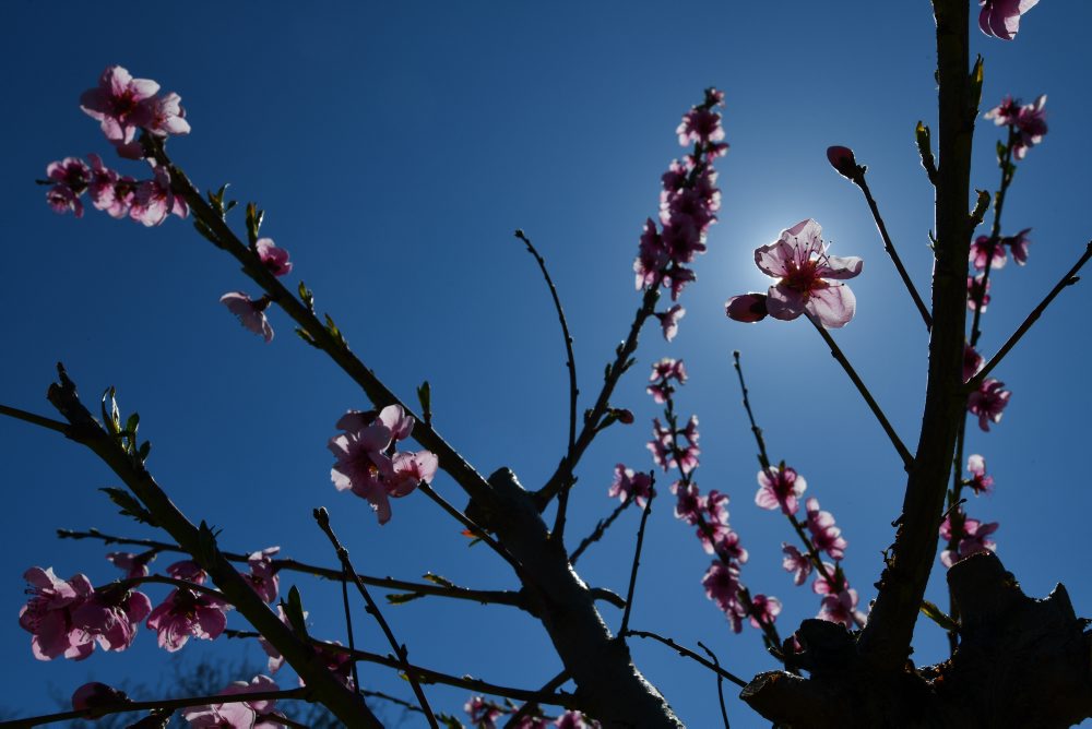 Kvitnúce stromy v ovocnom sade v Čachticiach