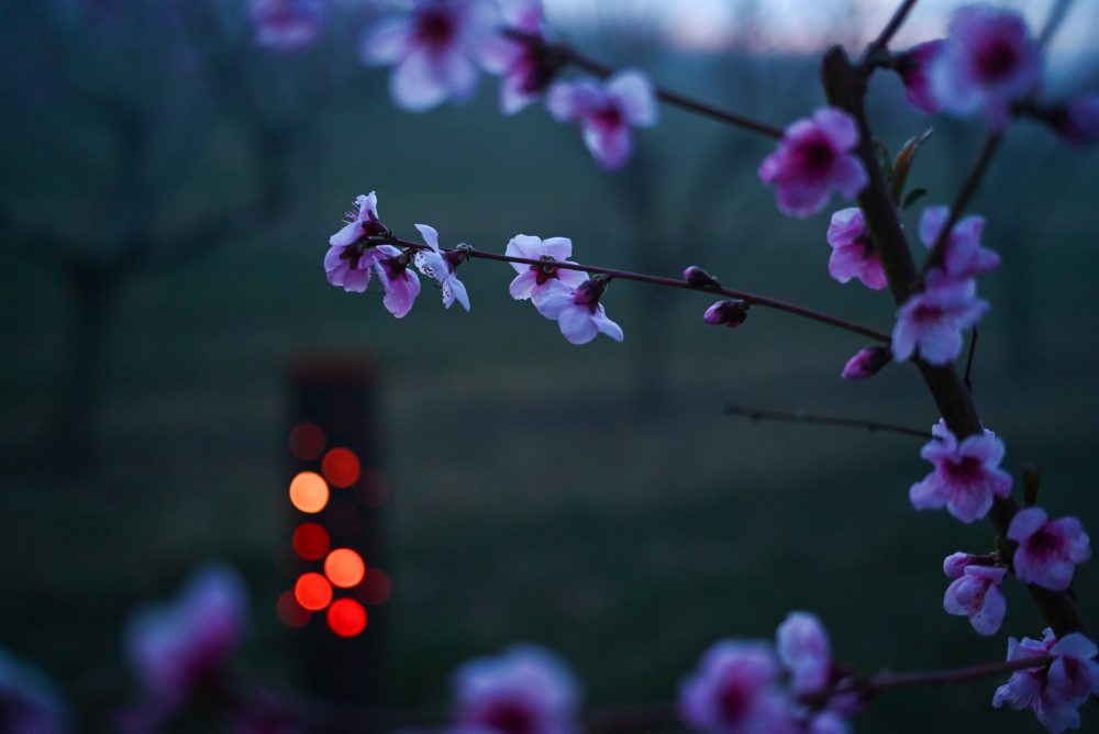 Ochrana úrody pred mrazmi v ovocnom sade v Čachticiach