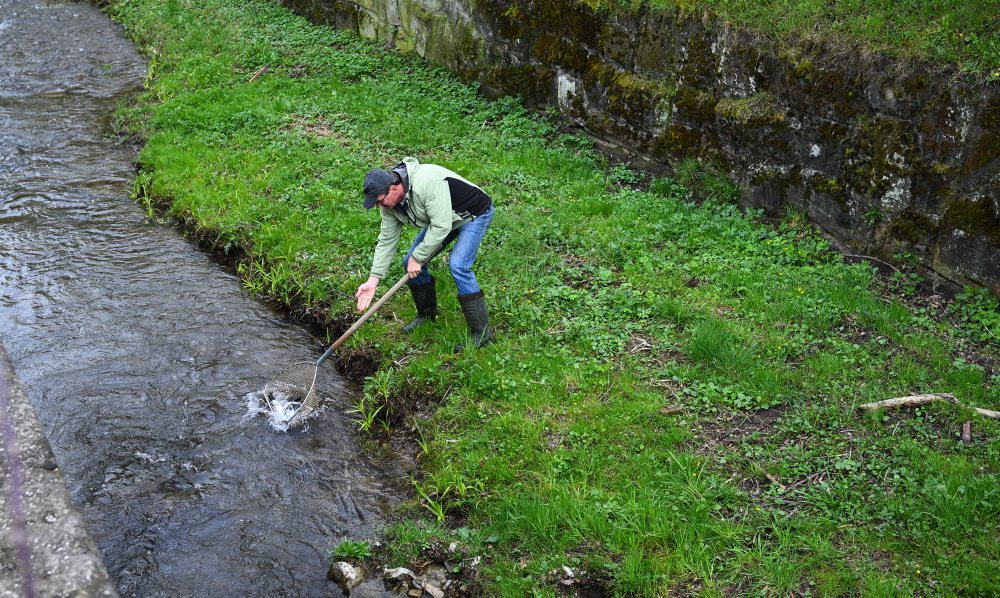 RYBÁRSTVO: Zarybnenie potoka Tŕstie pstruhom