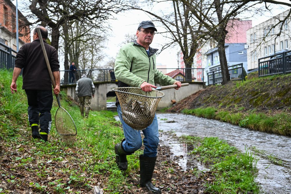 RYBÁRSTVO: Zarybnenie potoka Tŕstie pstruhom