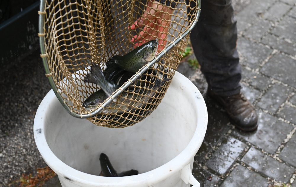 RYBÁRSTVO: Zarybnenie potoka Tŕstie pstruhom