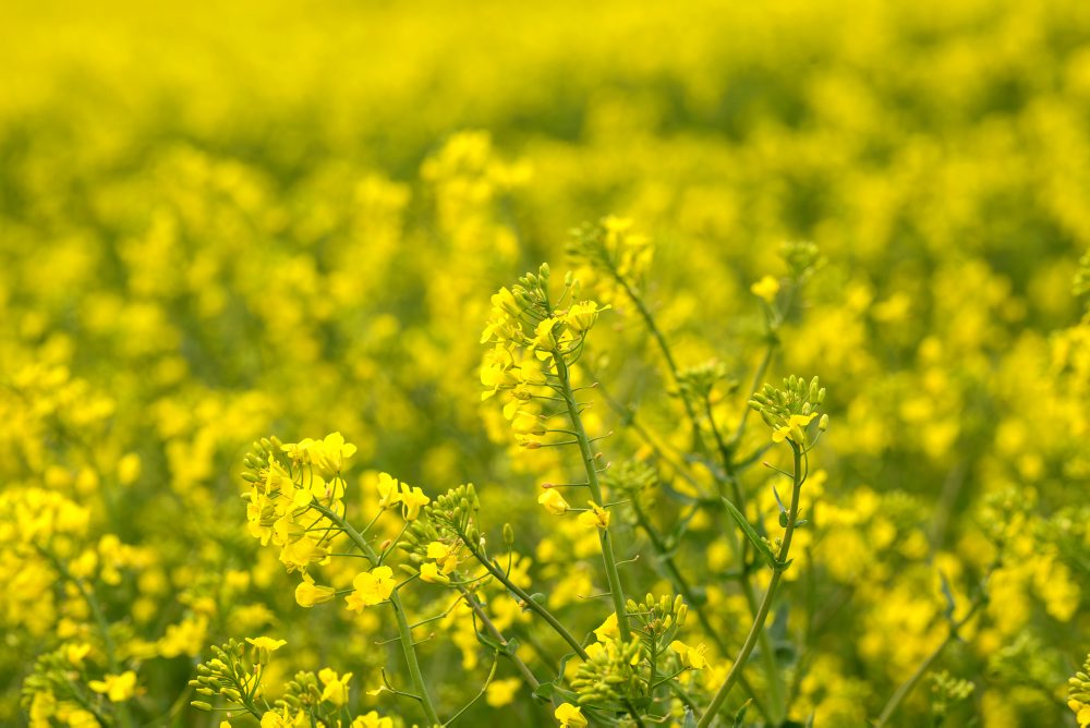 Repka olejná na poli pri meste Topoľčany 