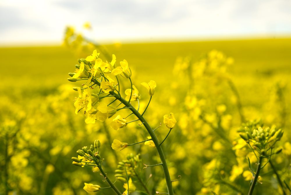 Repka olejná na poli pri meste Topoľčany 