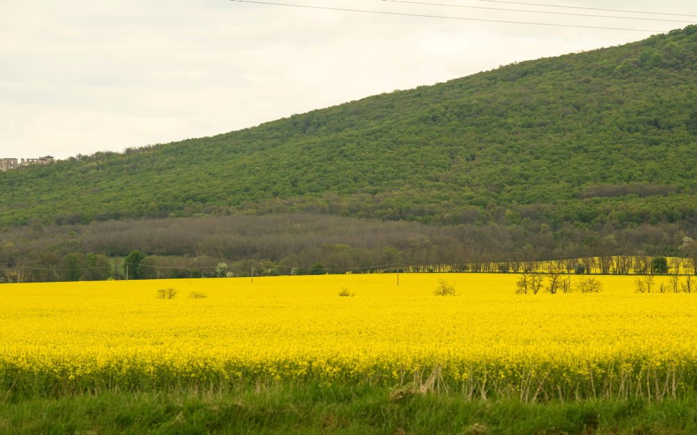 Repka olejná na poli pri obci Podhorany