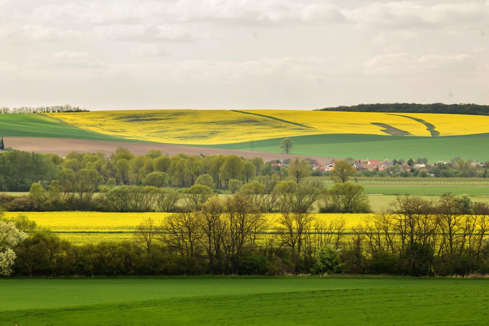 Repka olejná na poli pri obci Podhorany