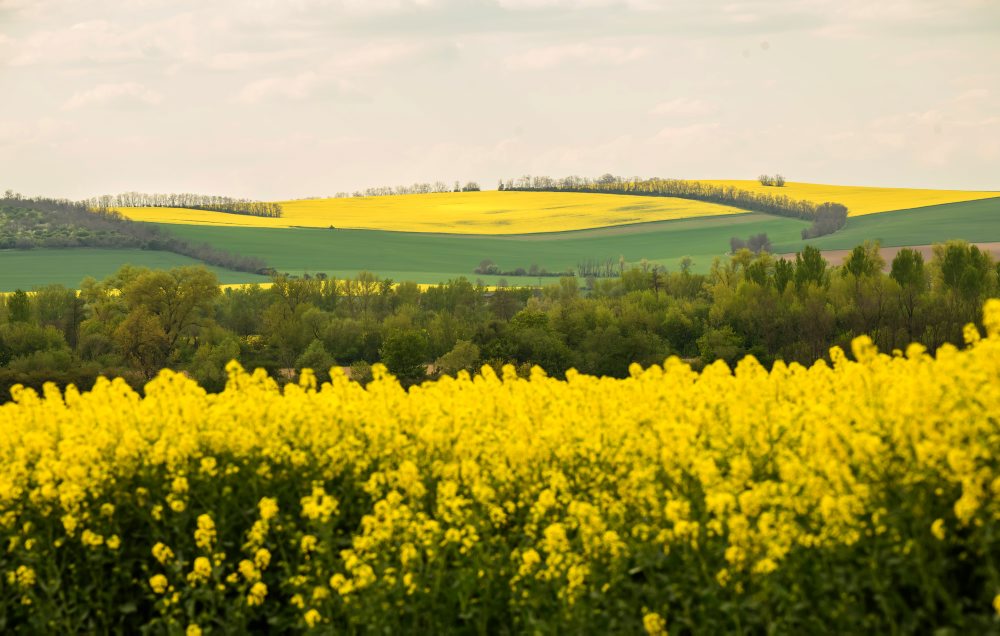 Repka olejná na poli pri obci Podhorany
