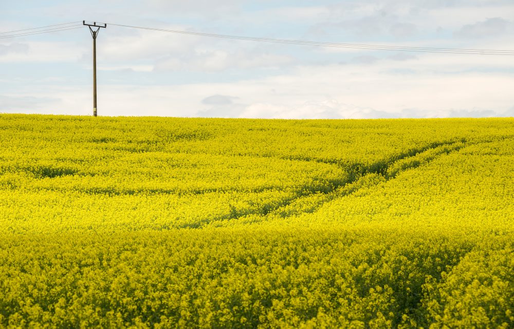 Repka olejná na poli pri obci Podhorany