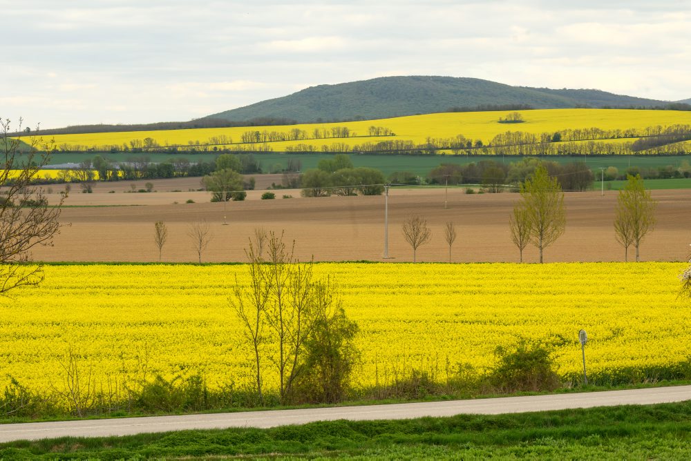 Repka olejná na poli pri obci Podhorany
