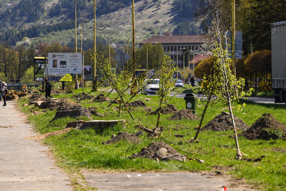 V Ružomberku prebieha výsadba stromov vo viacerých lokalitách