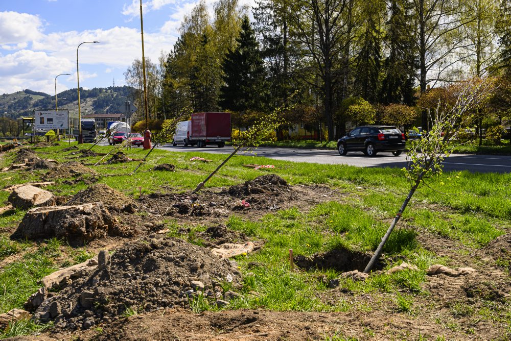 V Ružomberku prebieha výsadba stromov vo viacerých lokalitách