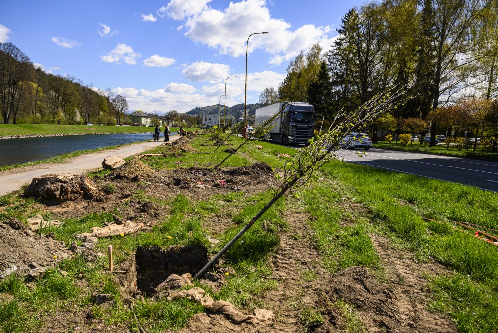 V Ružomberku prebieha výsadba stromov vo viacerých lokalitách
