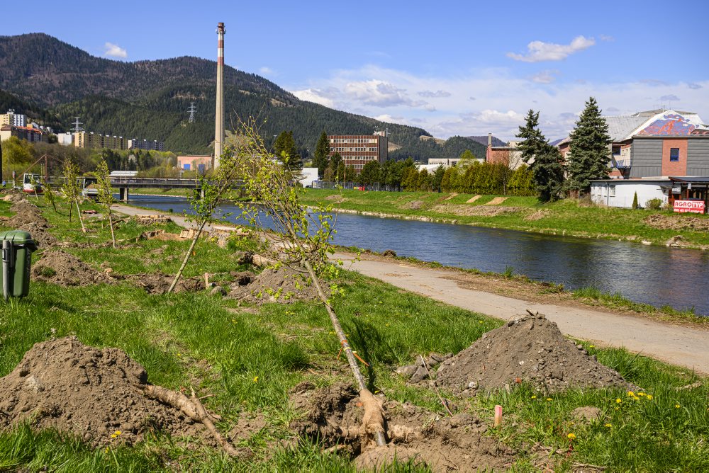 V Ružomberku prebieha výsadba stromov vo viacerých lokalitách