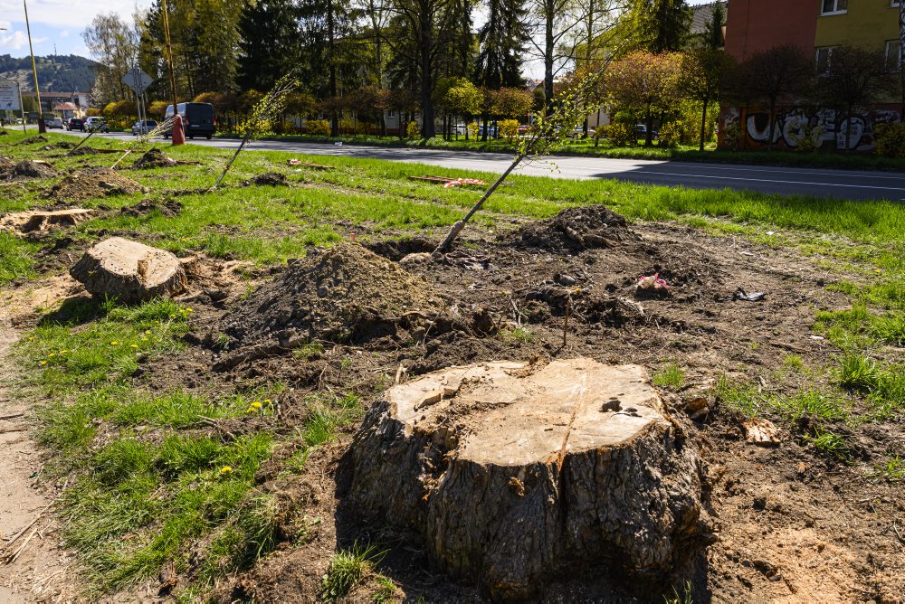 V Ružomberku prebieha výsadba stromov vo viacerých lokalitách