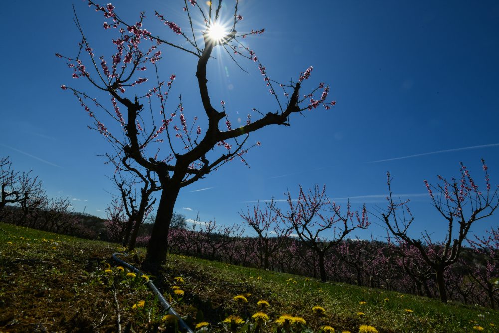 Kvitnúce stromy v ovocnom sade v Čachticiach