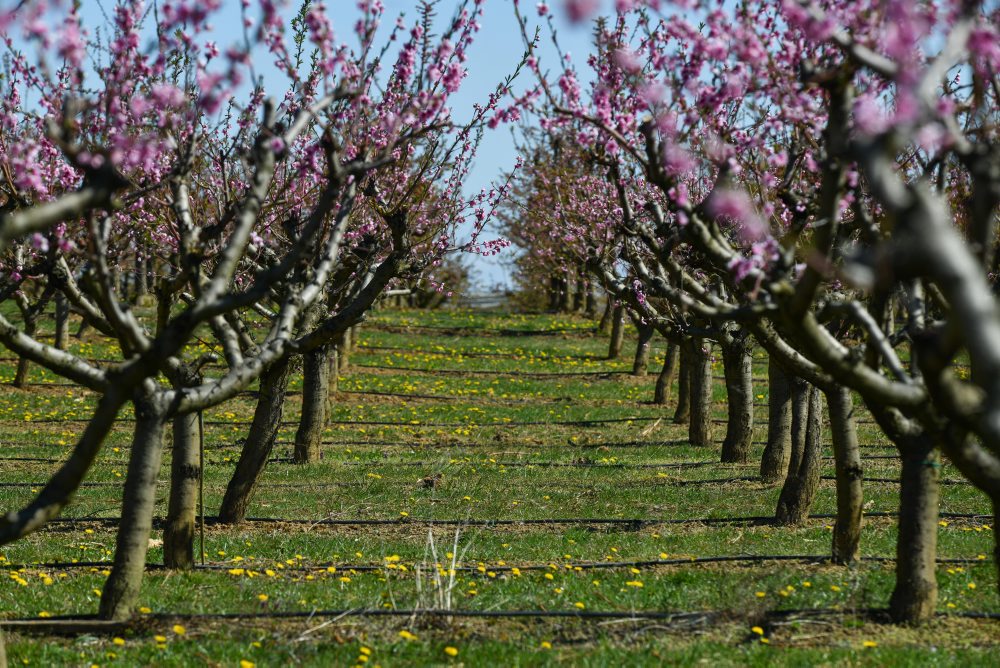 Kvitnúce stromy v ovocnom sade v Čachticiach