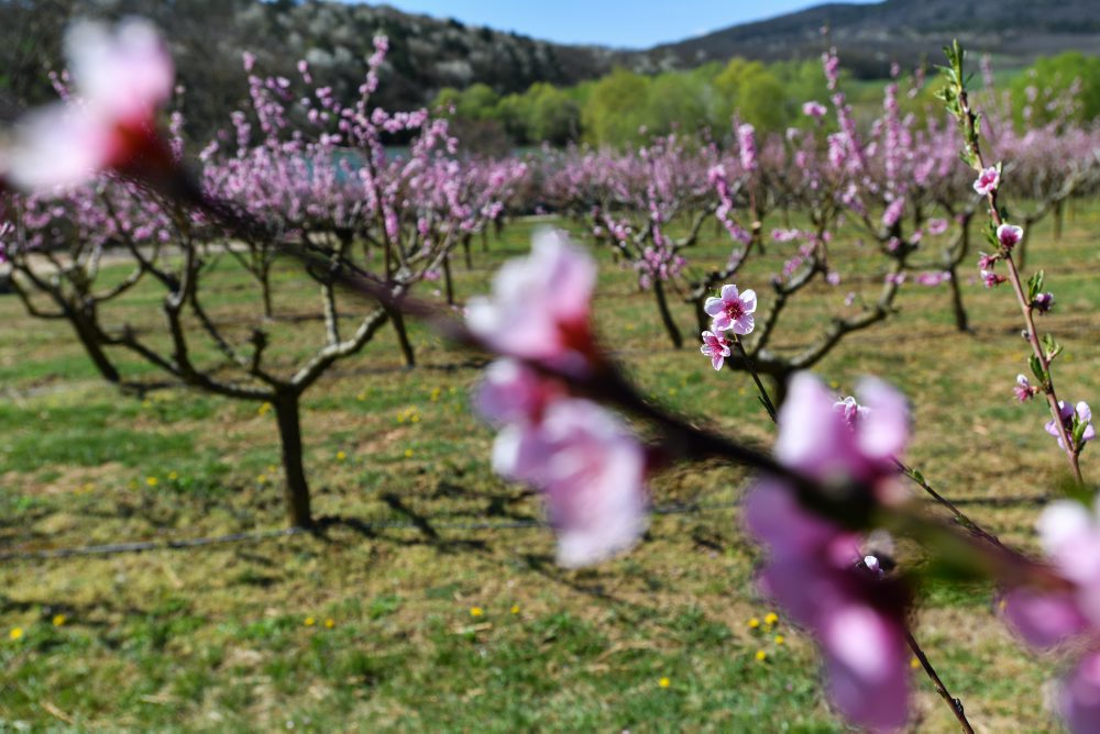 Kvitnúce stromy v ovocnom sade v Čachticiach