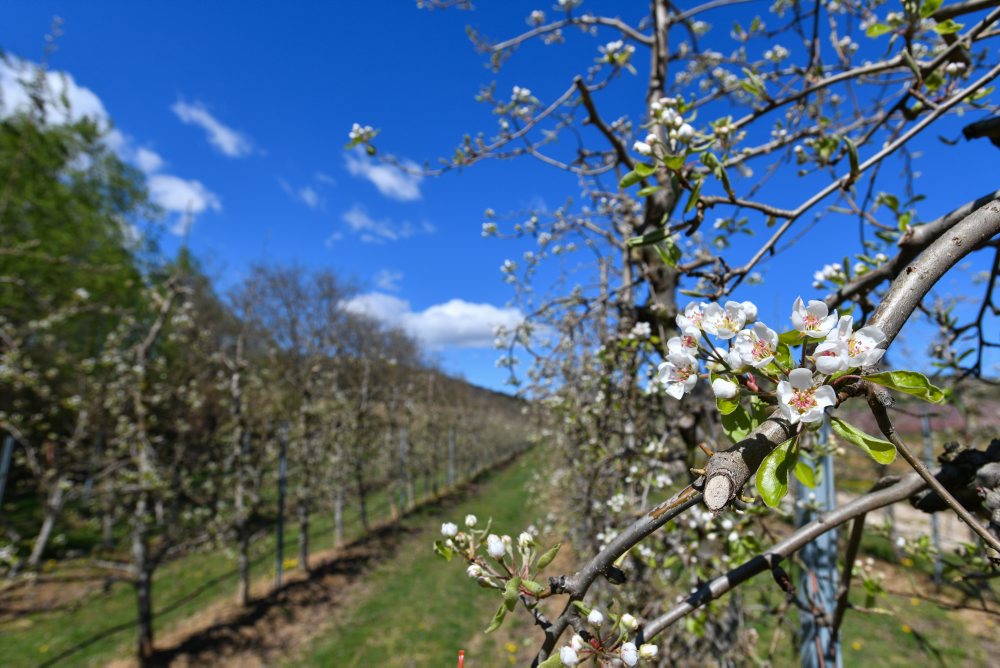 Kvitnúce stromy v ovocnom sade v Čachticiach