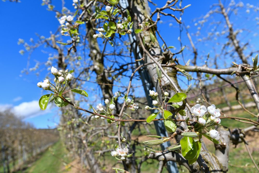 Kvitnúce stromy v ovocnom sade v Čachticiach