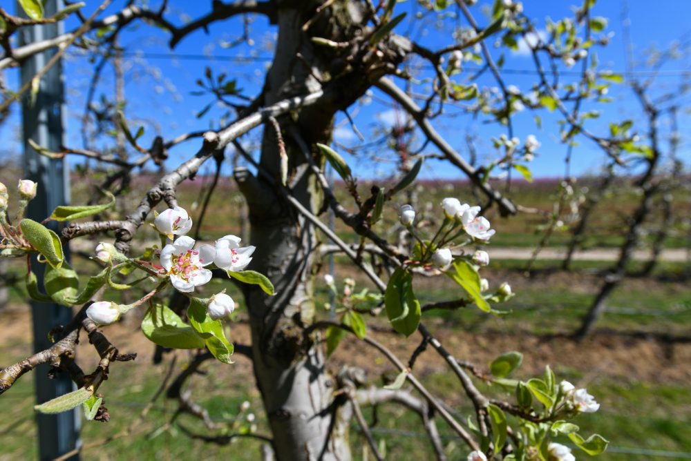 Kvitnúce stromy v ovocnom sade v Čachticiach