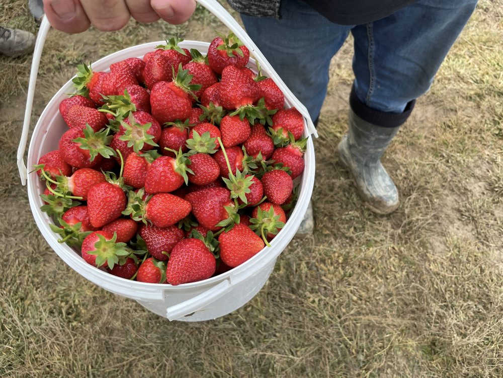 Úrodu jahôd v Návojovciach ovplyvnili mrazy, sucho i zrážky