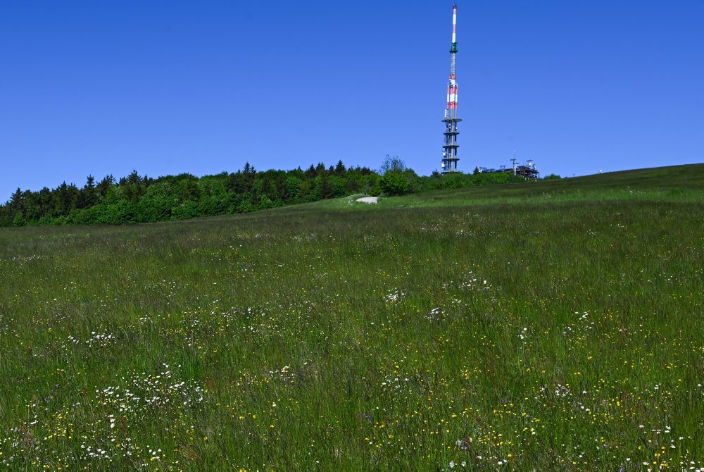 Rozkvitnutá lúka na Veľkej Javorine v Bielych Karpatoch