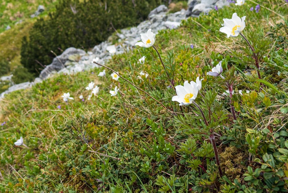 Turistika z Popradského plesa na Ostrvu